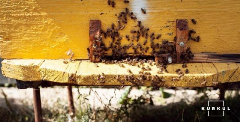 В Хорватії оголосили стихійне лихо через масовий мор бджіл