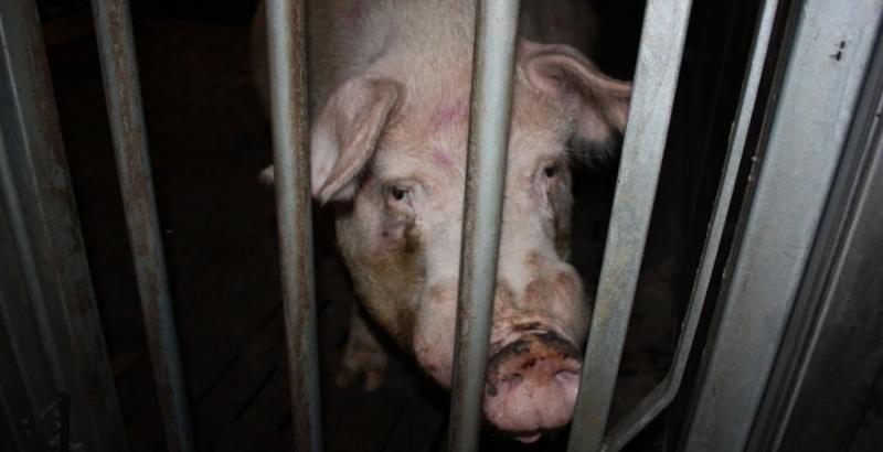 В Україні просіли ціни на живець свиней