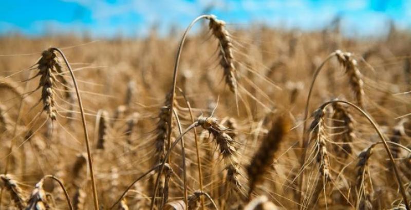 Фуражне зерно дешевшатиме через надходження нового врожаю
