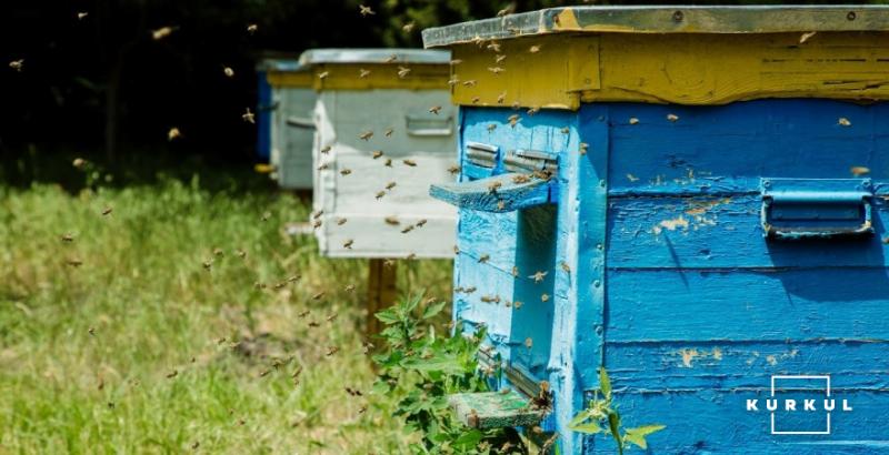 Розвиток бджолосімей загальмувався через дощову та холодну погоду — експерт