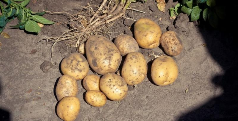 До України завезли 550 т зараженої шкідниками картоплі 