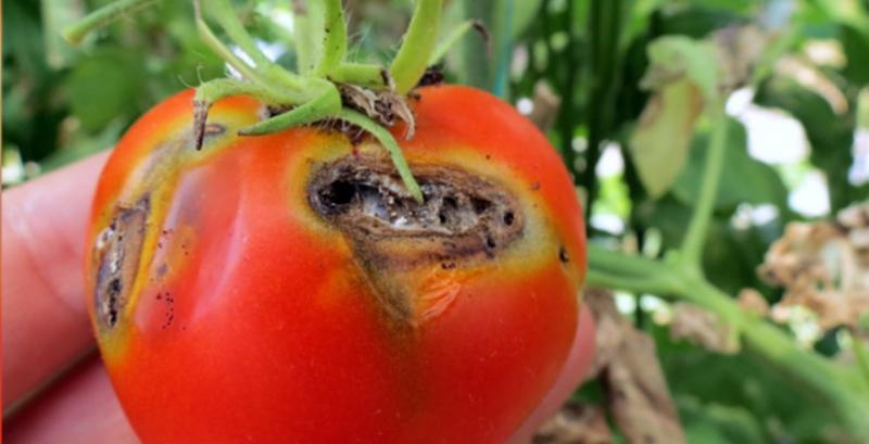Пошкоджений томатною міллю плід