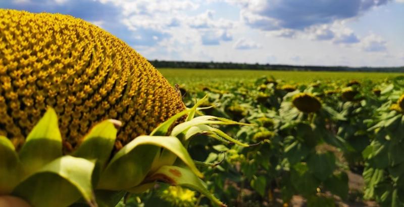 Аграріям розкажуть про технології вирощування олійних культур в сезоні 2020