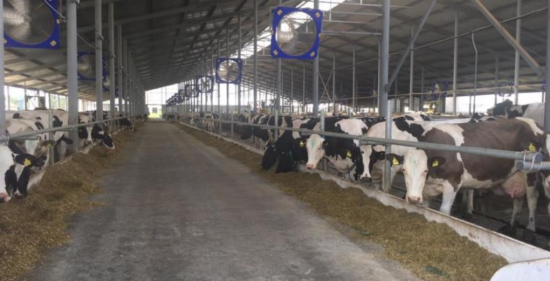 Велес Віта завершує будівництво нового корпусу на 500 корів 