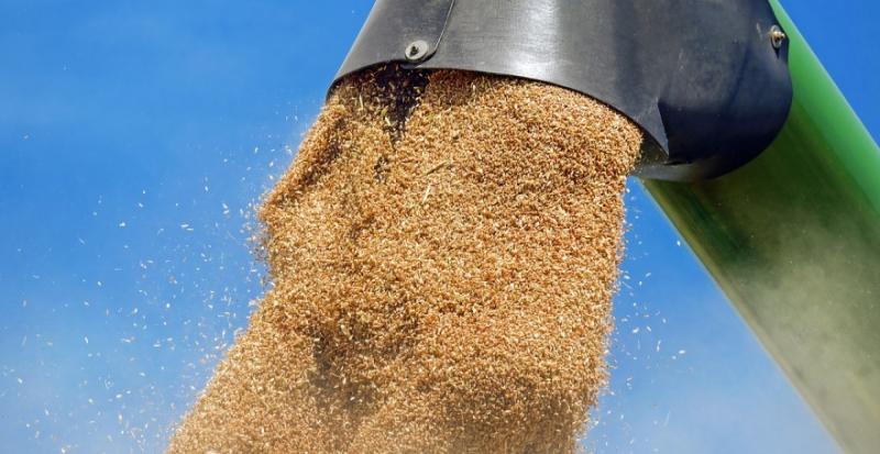 Україна збільшила експорт пшениці на 44%