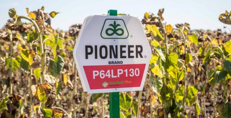 Соняшник Pioneer втрачає попит серед фермерів  