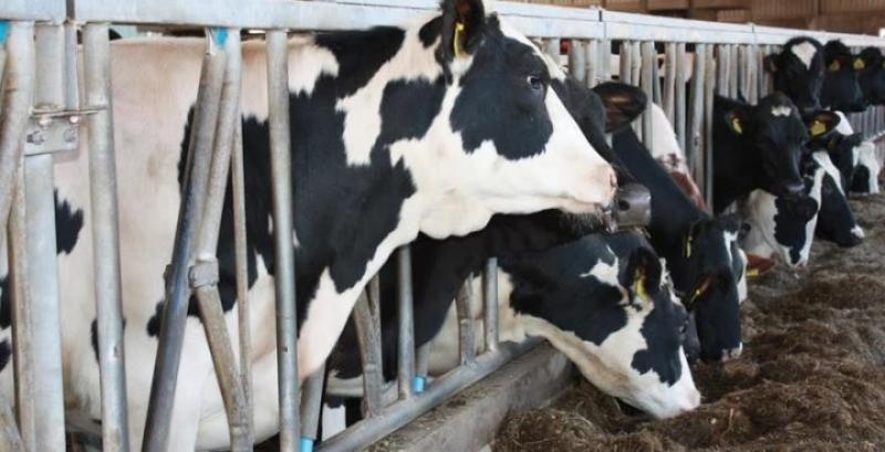 Господарство з Полтавщини експортуватиме молоко до Китаю