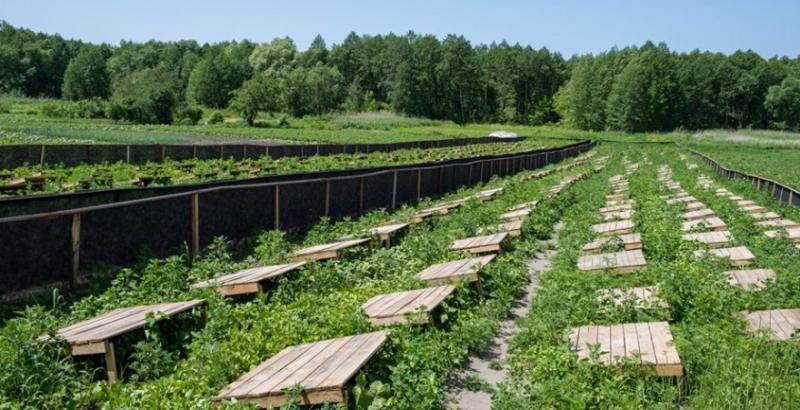 У Кіровоградській області заснували равликову ферму