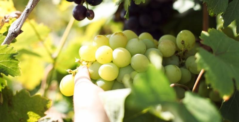 На Півдні стартував сезон продажу раннього винограду