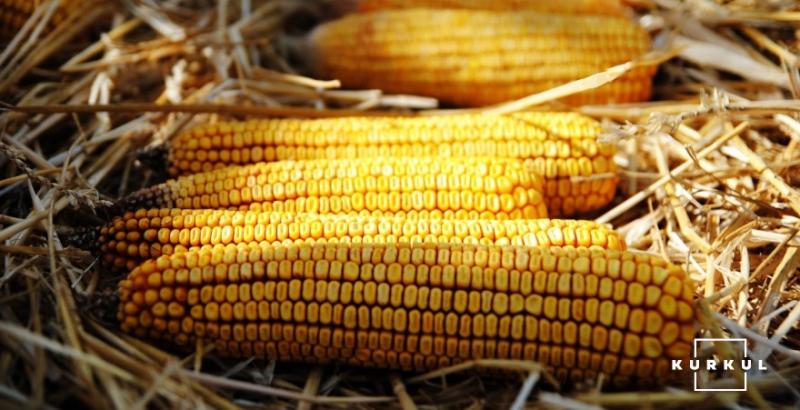 В США різко подешевшала кукурудза