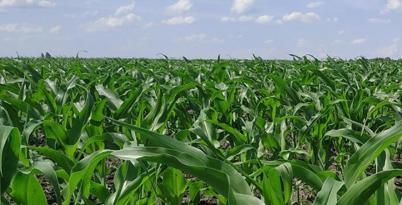 Фахівець розповів про необхідність вмісту цинку в ґрунті для росту кукурудзи