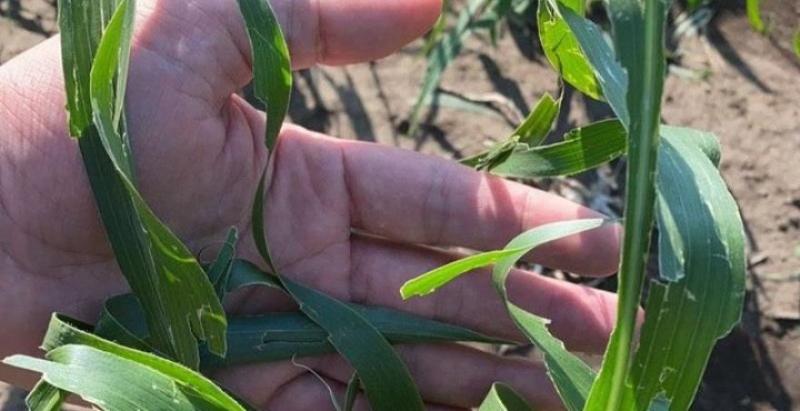 На Київщині обстежили посіви кукурудзи, які пошкодив град
