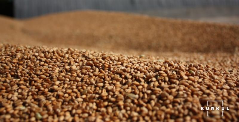 Експорт української пшениці зріс на 31%