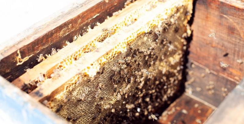 В Україні введуть кримінальну відповідальність за знищення бджіл