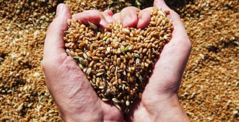 Аграрії США зібрали 40% озимої пшениці