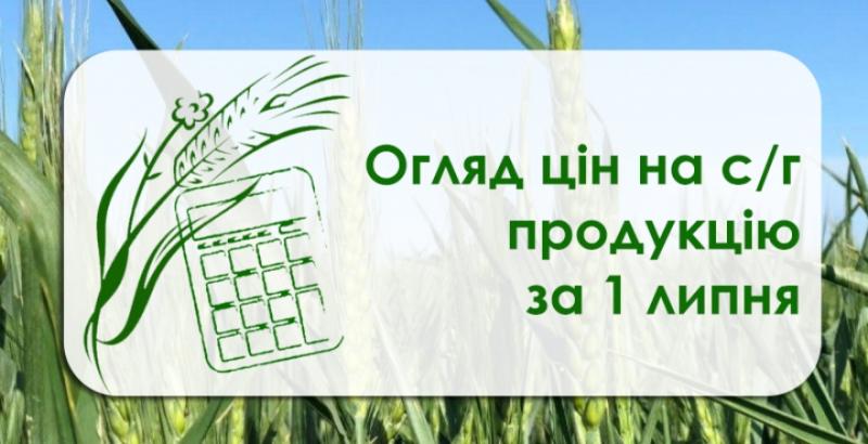 В Україні почала дорожчати пшениця — огляд за 1 липня