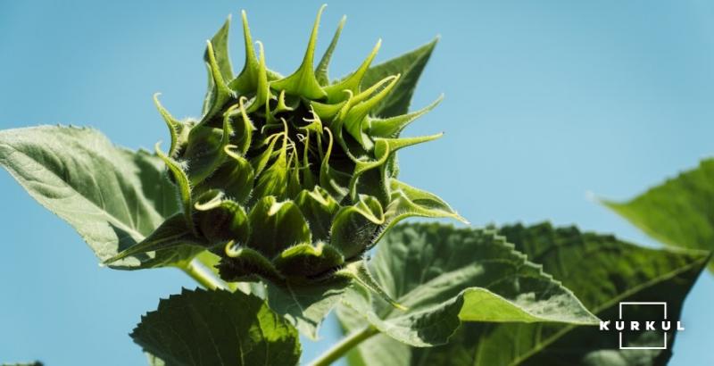 Фермер з Київщини поділився секретом успішного вирощування соняшнику