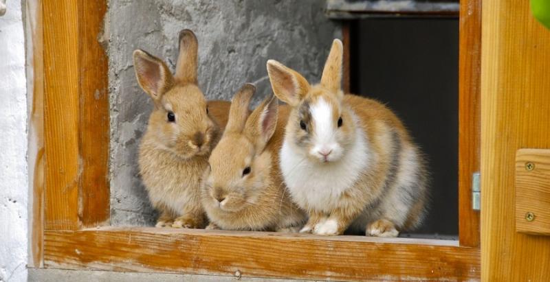Новий смертельний вірус із Китаю знищує кролів у США