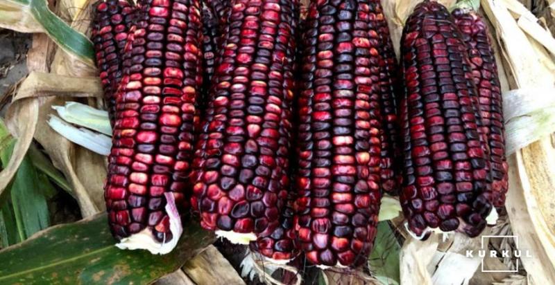 Українську фіолетову кукурудзу вирощують іноземні аграрії