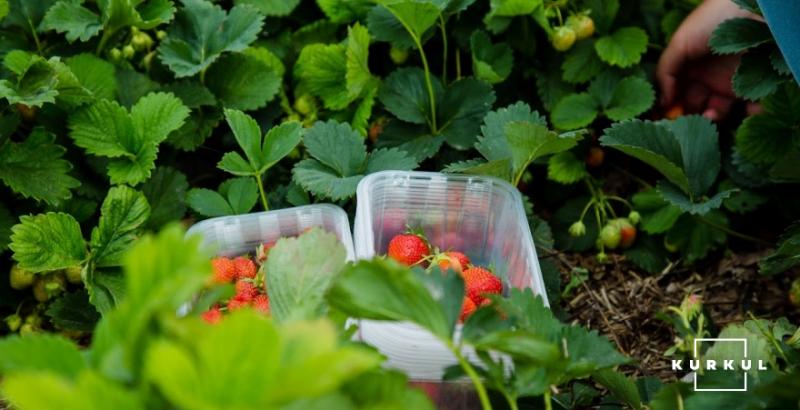 Естонці втрачають урожай полуниці через відсутність заробітчан
