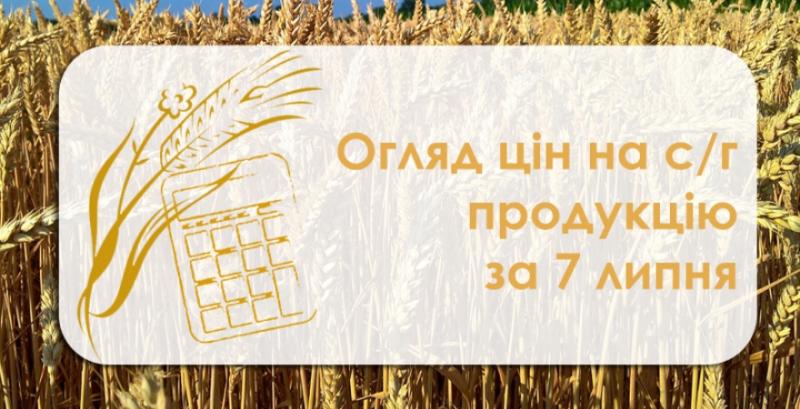 Ціна пшениці продовжує зростати — огляд за 7 липня