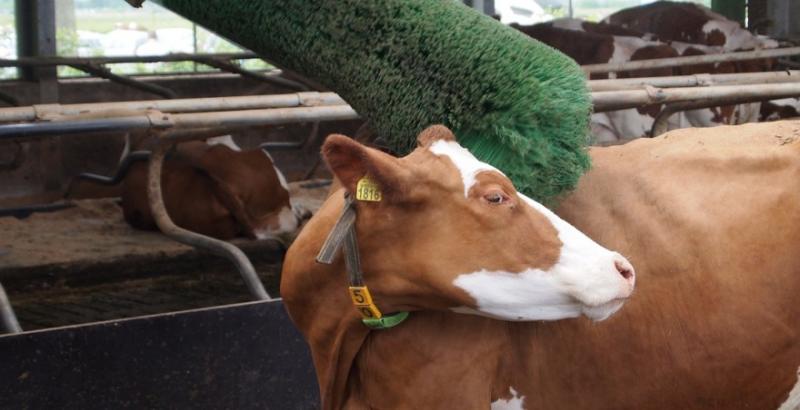 На Житомирщині відкрито сучасну молочну ферму на 400 корів