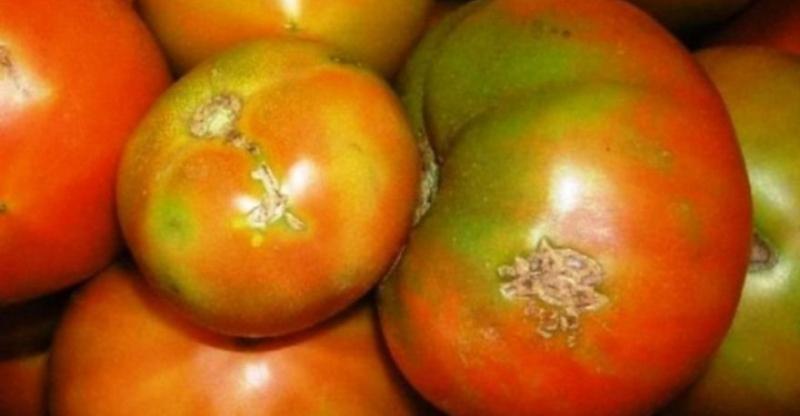 До України завезли томати з карантинним шкідником
