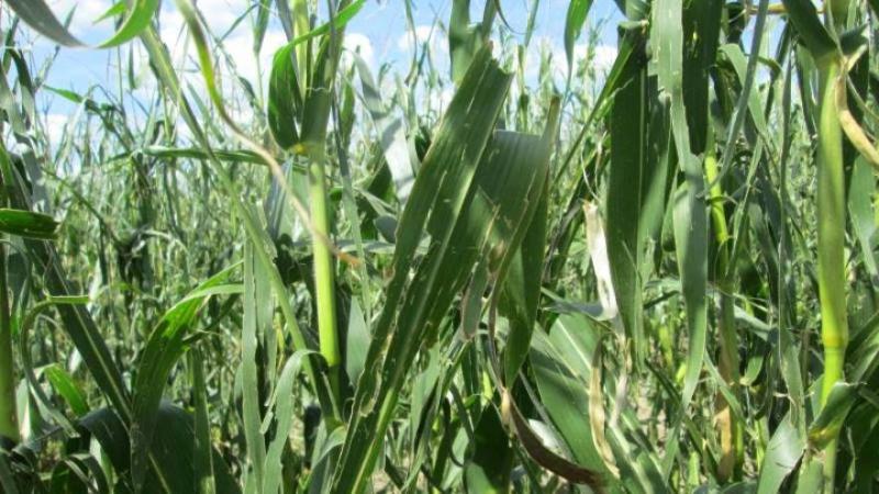 На Черкащині град побив посіви кукурудзи