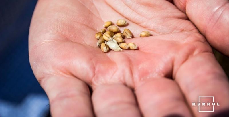 Щорічні втрати зерна від комірних шкідників становлять 25%
