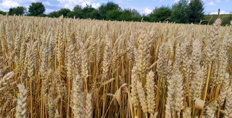 Експерти USDA прогнозують зниження світового виробництва кукурудзи та пшениці