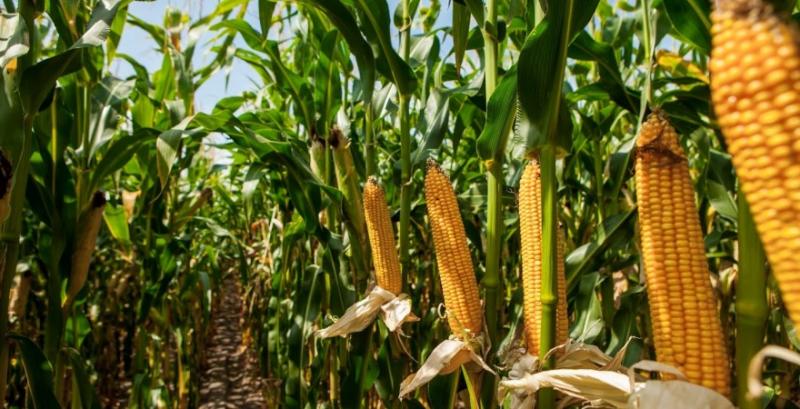 Експерти USDA не змінили прогноз виробництва кукурудзи в Україні
