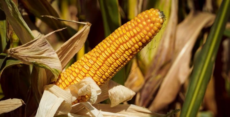 Аграрії експортували понад 270 тисяч т кукурудзи з початку сезону