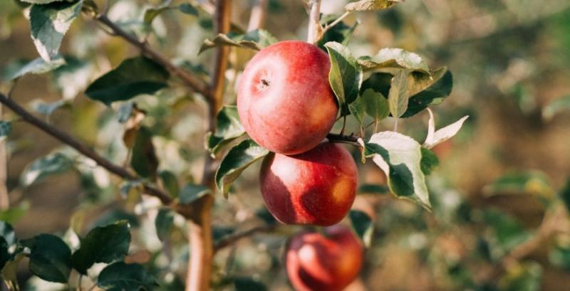 Сезон продажу яблук розпочався із рекордно високих цін