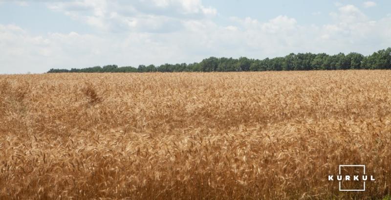 Черкащина жнивує: середня врожайність пшениці 4 т/га