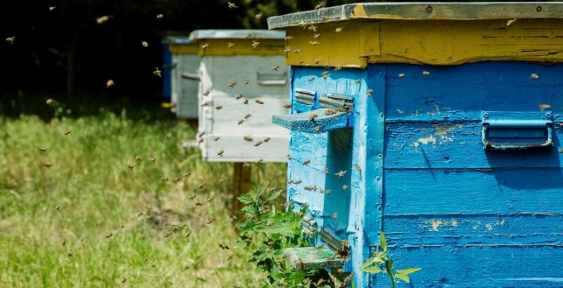 На Миколаївщині через пожежу трави ледь не згоріло 20 вуликів з бджолами