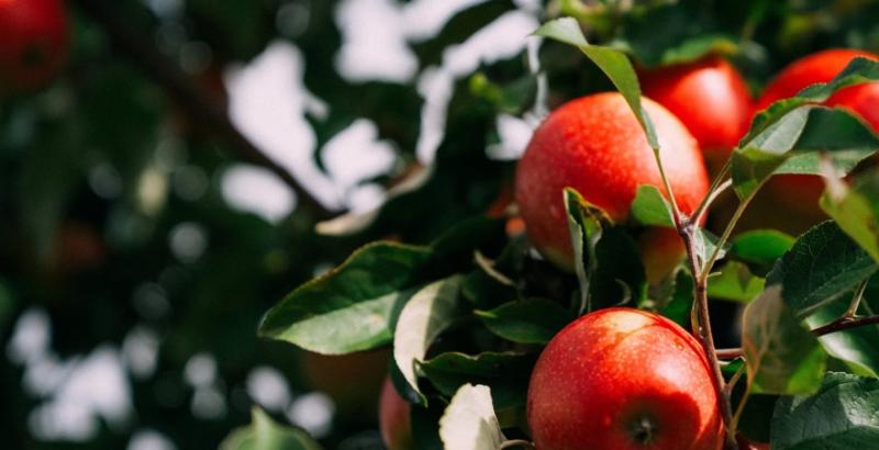 Науковці вивели стійкий до спеки сорт яблук