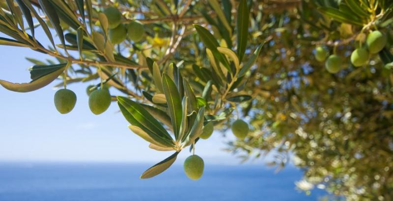 Аграрії Півдня вирощуватимуть оливки