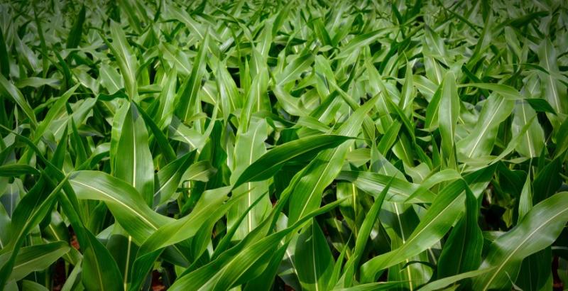 Кукурудзяні шкідники можуть призвести до втрати 40% врожаю