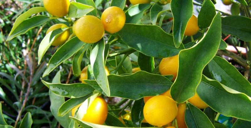 Лісівники Черкащини розширюють лимонні плантації