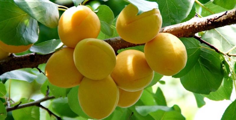 В Україні зросли ціни на абрикоси