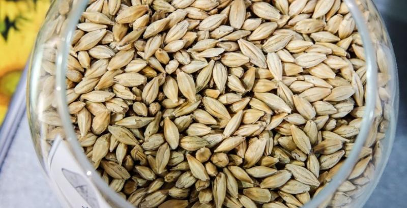 Озвучено прогноз цін на фуражне зерно