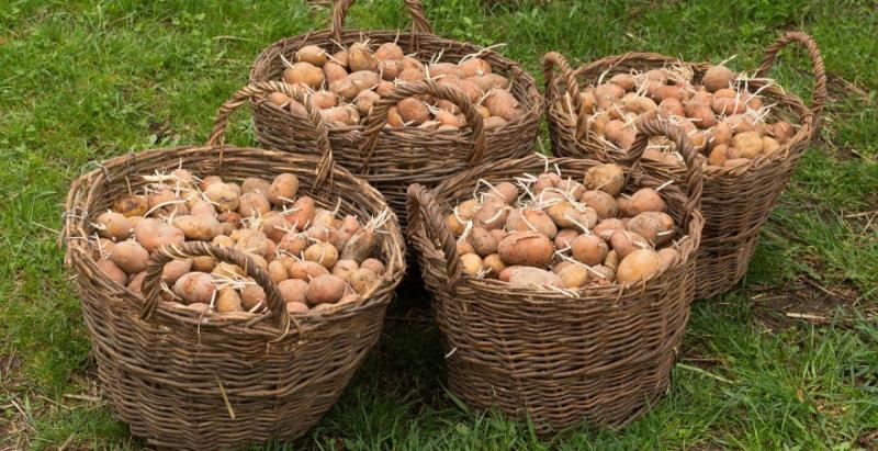 В Україні на 25% подешевшала картопля 