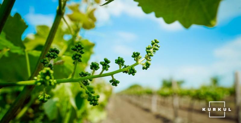 У серпні запрацює міжвідомча робоча група з розвитку виноградарства та виноробства