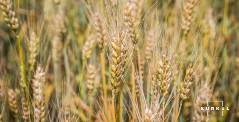 На Прикарпатті прогнозують вищий за минулорічний врожай зерна