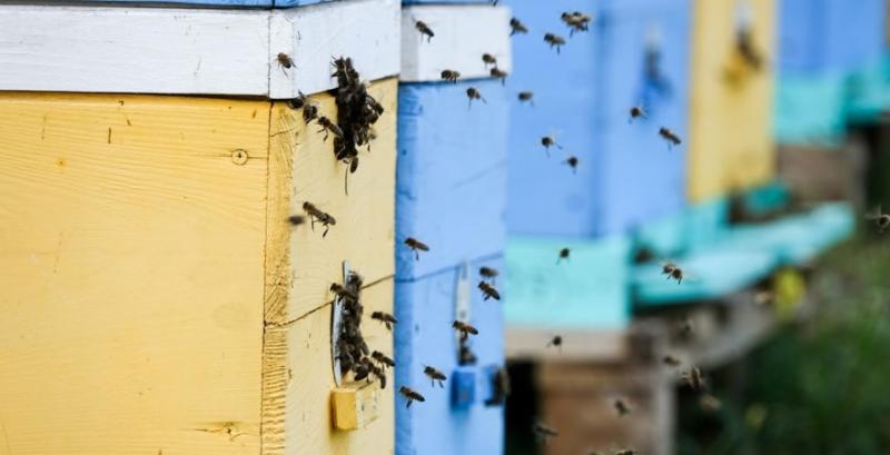 В Україні запустили додаток для бджолярів про планові обробки полів