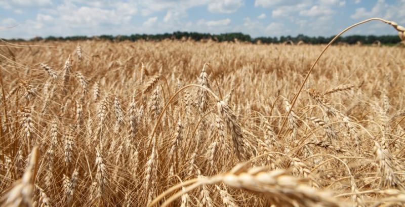 На Черкащині знизилась середня врожайність пшениці