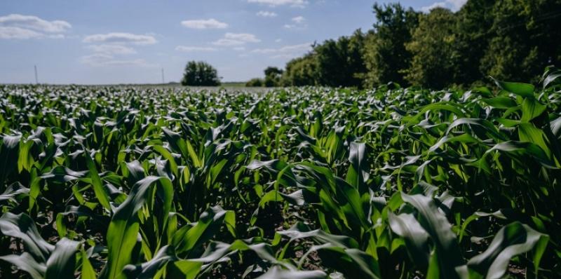 На Полтавщині кукурудзу та сою вирощують за американською системою