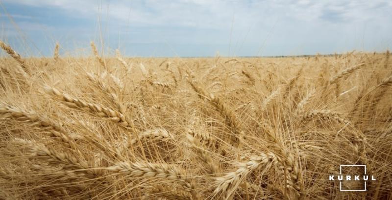 Фуражне зерно продовжить дорожчати під впливом попиту — G.R. Agro