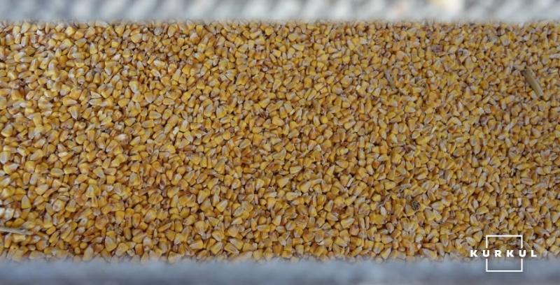 Китай закупив рекордну партію кукурудзи у США