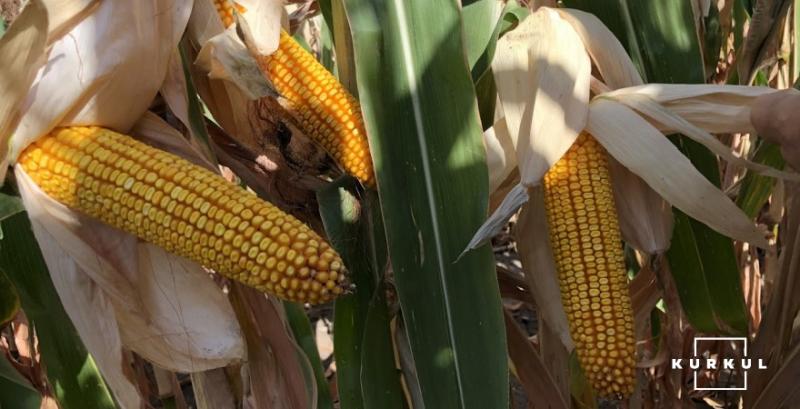 В США падає ціна на пшеницю та кукурудзу